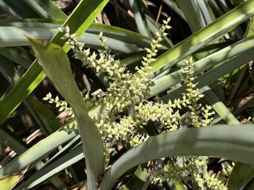 West Indian Livingvase (Wittmackia lingulata)