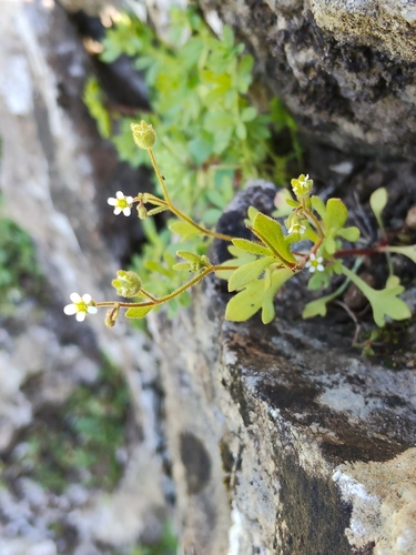Rue-leaved Saxifrage