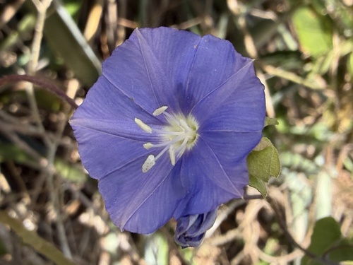 Skyblue Clustervine (Jacquemontia pentanthos)