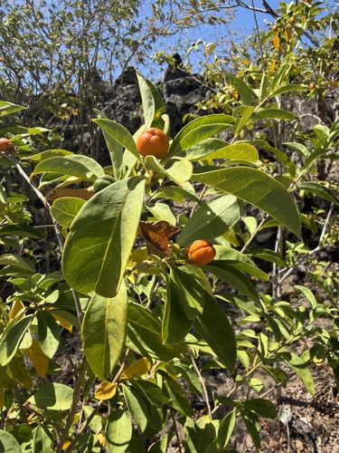 Brunfelsia americana observed 2026-03-18