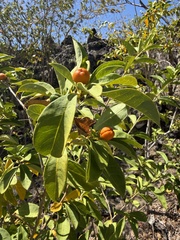 Brunfelsia americana, photograph (c) Don Loarie, some rights reserved (CC BY)