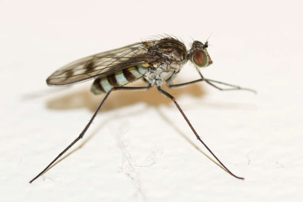 Liancalus genualis