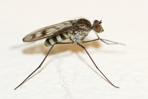 Liancalus genualis