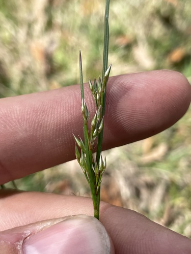 Forked Rush (Juncus dichotomus)