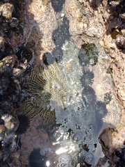 Heliaster helianthus