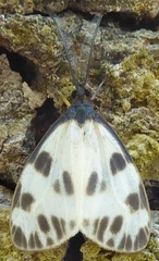 Corma zenotia