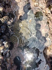 Heliaster helianthus