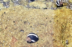 Echinolittorina peruviana