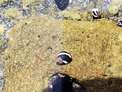 Echinolittorina peruviana