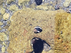 Echinolittorina peruviana