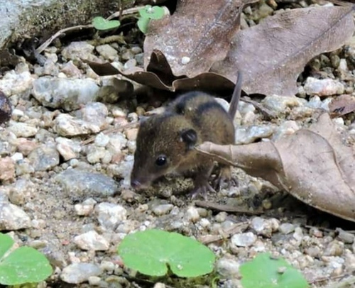 Northern Three-striped Opossum
