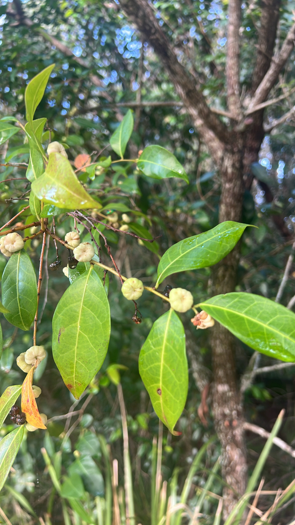 Cheese Tree from Challenor St, Mango Hill, QLD, AU on April 1, 2026 at ...