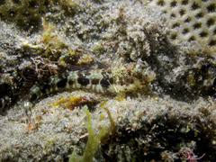 Secretary Blenny photo 1