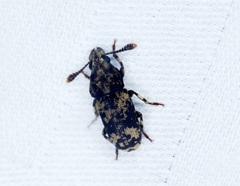 Basitropis nitidicutis