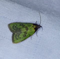 Doloessa viridis