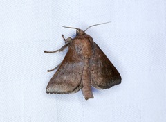 Griseothosea fasciata