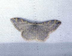 Idaea costiguttata