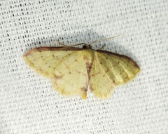 Idaea impexa