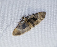 Mnesiloba dentifascia