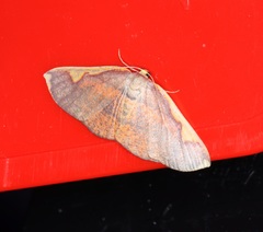 Nothomiza flavicosta