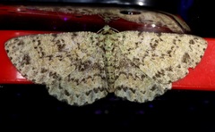 Ophthalmitis herbidaria