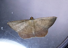 Plesiomorpha flaviceps