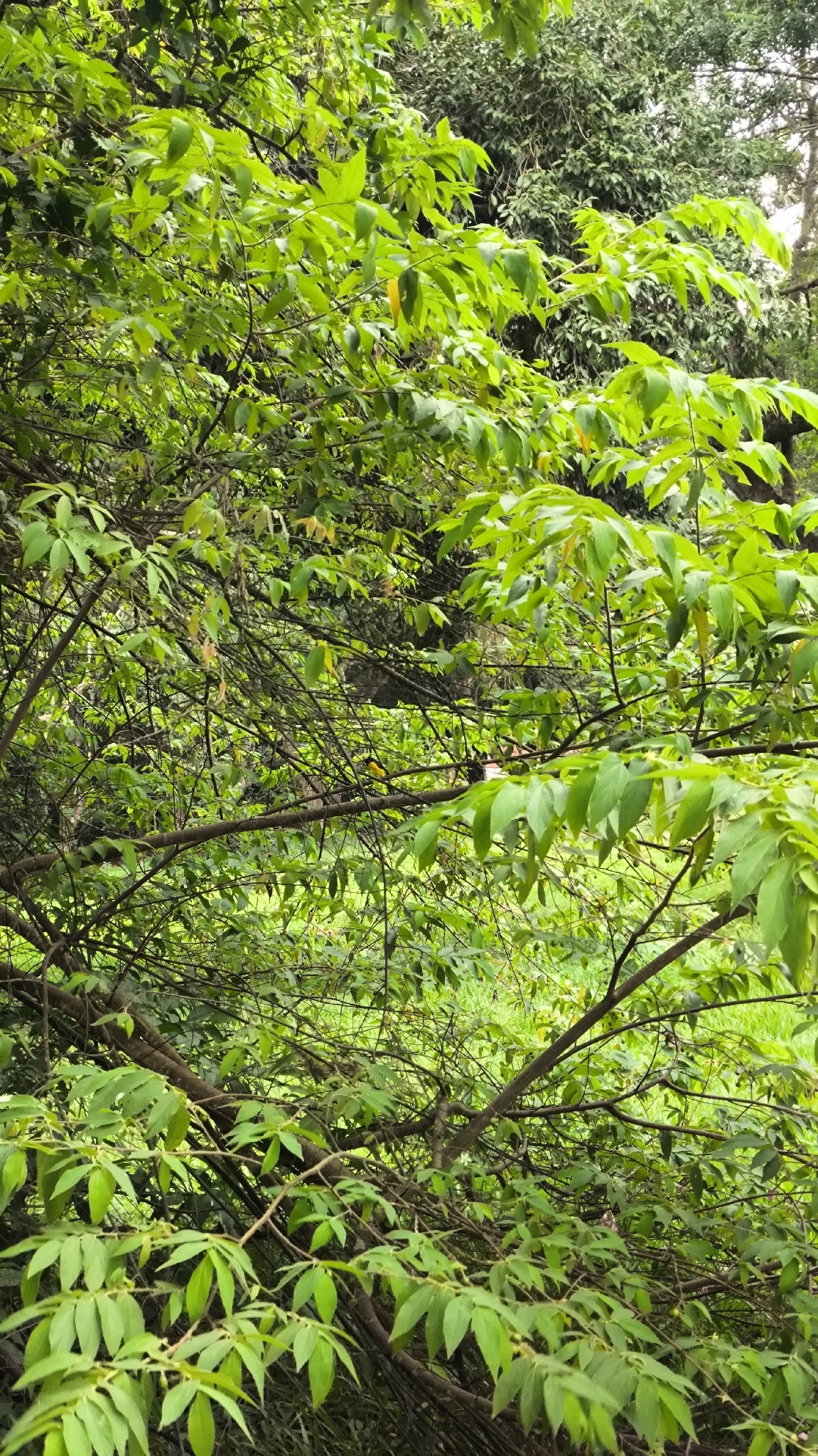 Purple-throated Euphonia (Euphonia chlorotica), photo 6