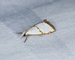 Pseudargyria interruptella