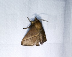 Quasithosea obliquistriga