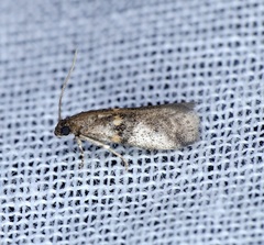 Acrobasis encaustella