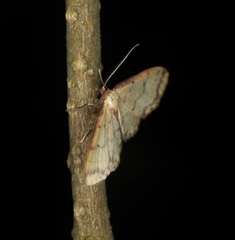 Idaea impexa