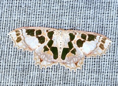 Scopula divisaria