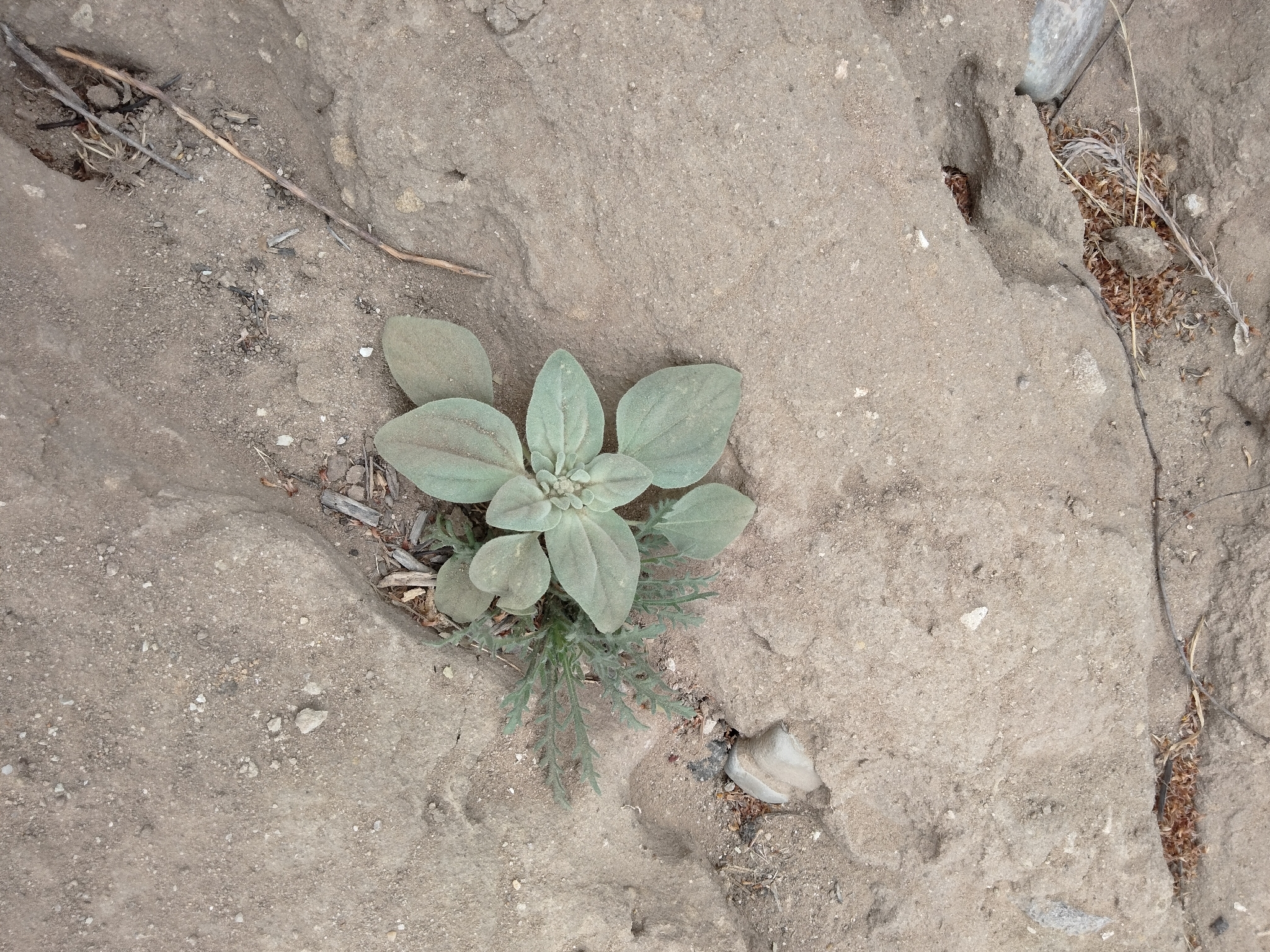 Turkey Mullein (Croton setiger)
