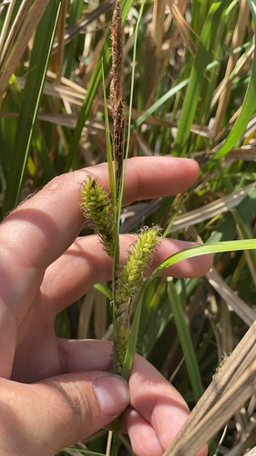 Walter's Sedge (Carex striata)