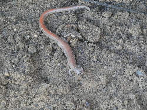 Garden Slender Salamander, Batrachoseps major