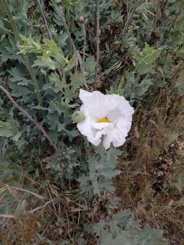 Coulter's matilija poppy (Romneya coulteri)