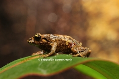 Volcano Robber Frog photo 3