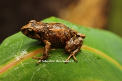 Volcano Robber Frog photo 2