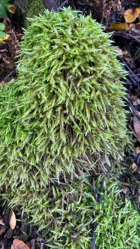 Acrocladium auriculatum observed 2026-03-29