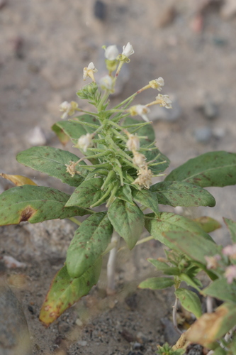 Booth's Evening Primrose (Eremothera boothii)