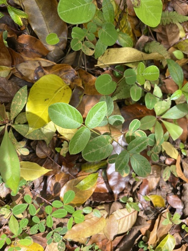 Desmodium incanum observed 2026-03-31