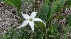 Jaborosa integrifolia