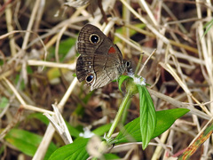 Calisto herophile
