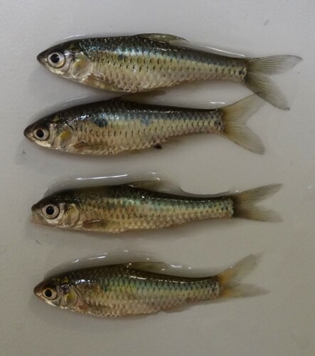 Humble barb (Enteromius humilis) — Cyprinidae — 2