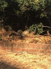 Sciurus carolinensis