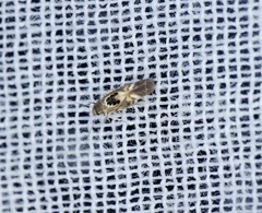 Hieromantis arcuata
