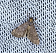 Hydrillodes nilgirialis