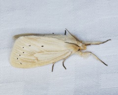 Laelia anamesa