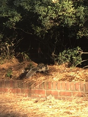 Sciurus carolinensis