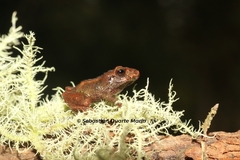 Volcano Robber Frog photo 4